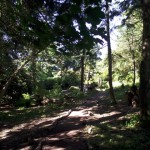 visit_penryn_tremough_woodland_walk_FB